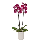 vibes fold orchid high 12,5cm blanco lino